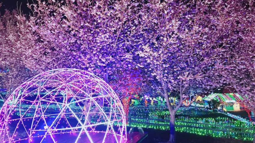 lễ hội ánh sáng, izu, illumination, sakura matsuri, sakura, nhật bản, shizuoka – choáng ngợp với ánh đèn led rực rỡ với sắc sakura, chỉ có ở cao nguyên izu